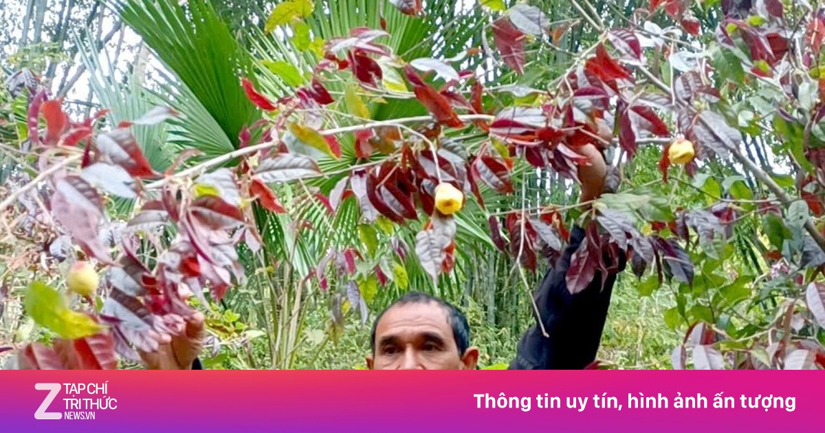 Vào rừng hái chè hoa vàng kiếm bộn tiền