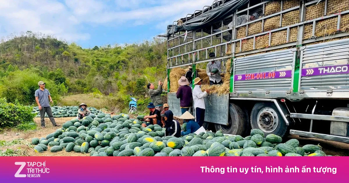 Dưa hấu rớt giá thê thảm, cắt lỗ 1.000 đồng/kg