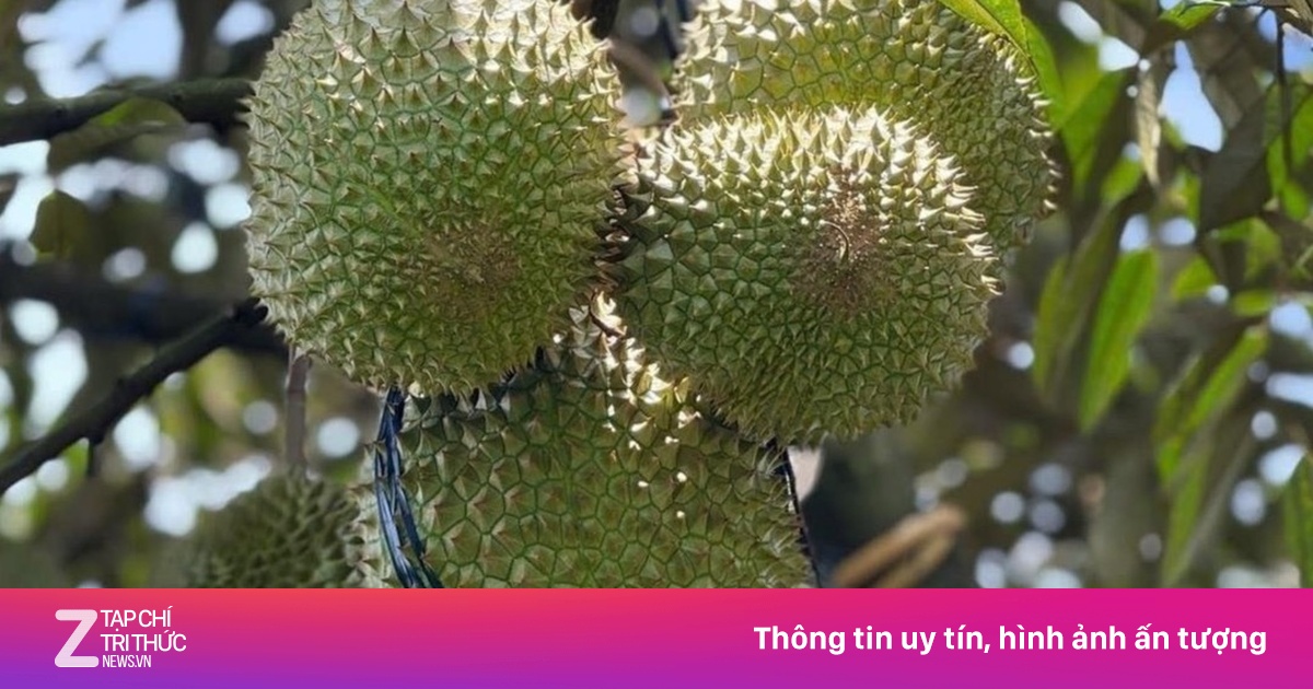 Giá sầu riêng Ri6 rơi tự do, nông dân đứng ngồi không yên