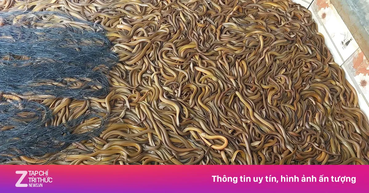 Dư thừa nguồn cung, Cà Mau ùn ứ hơn 1.000 tấn lươn thương phẩm