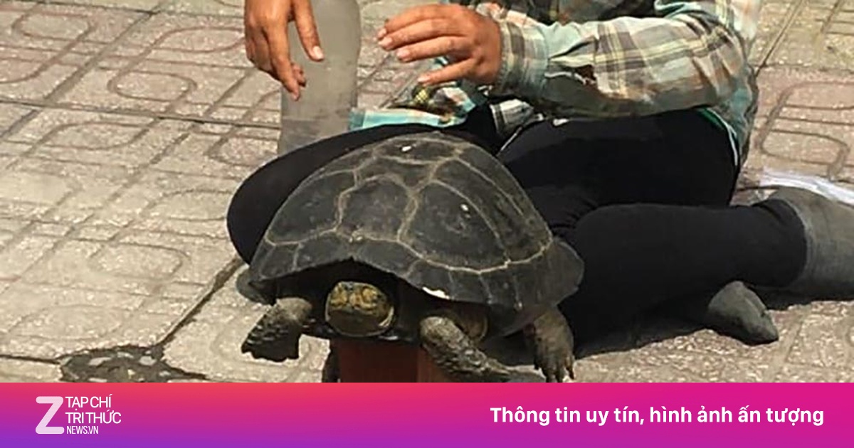 Con rùa trên vỉa hè TP.HCM trong mắt anh Tây | Znews.vn
