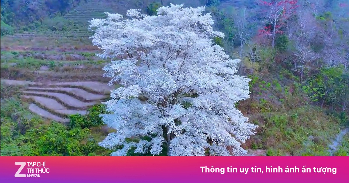 'Cây cô đơn' nở hoa trắng như tuyết tại Lào Cai