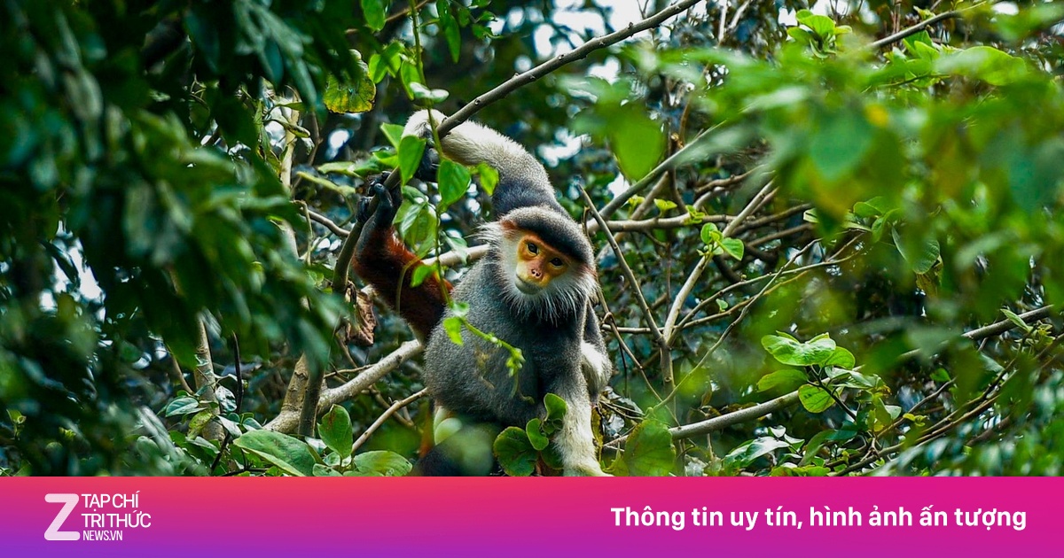 Cận cảnh 'nữ hoàng linh trưởng' quý hiếm trên bán đảo Sơn Trà