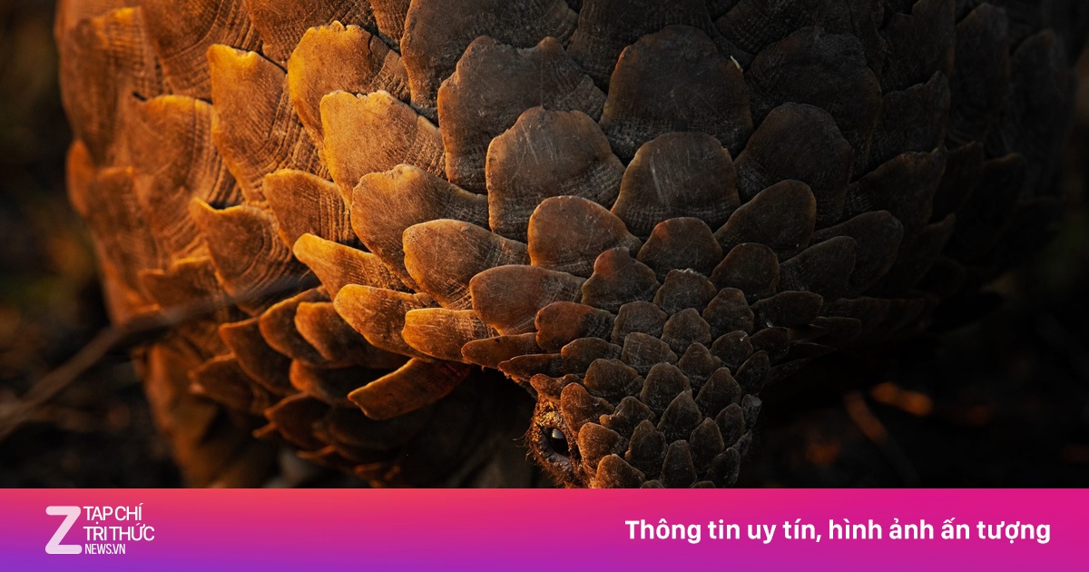 Những bức ảnh động vật nổi bật nhất thập kỷ