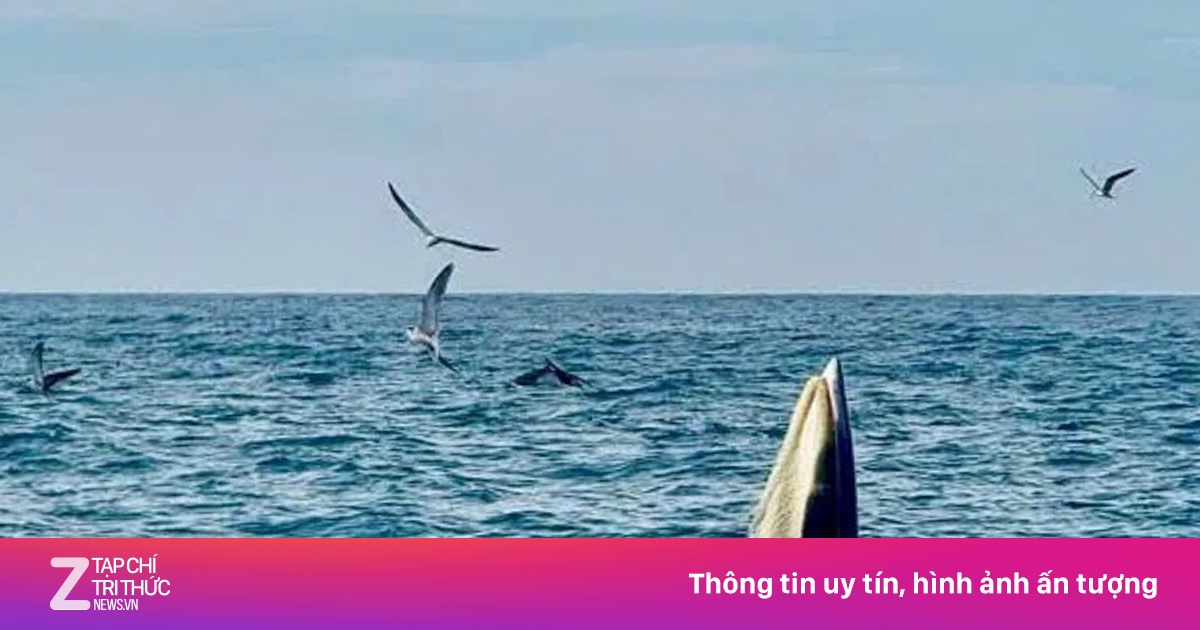 Bắt gặp cá voi săn mồi trên biển Vĩnh Hy