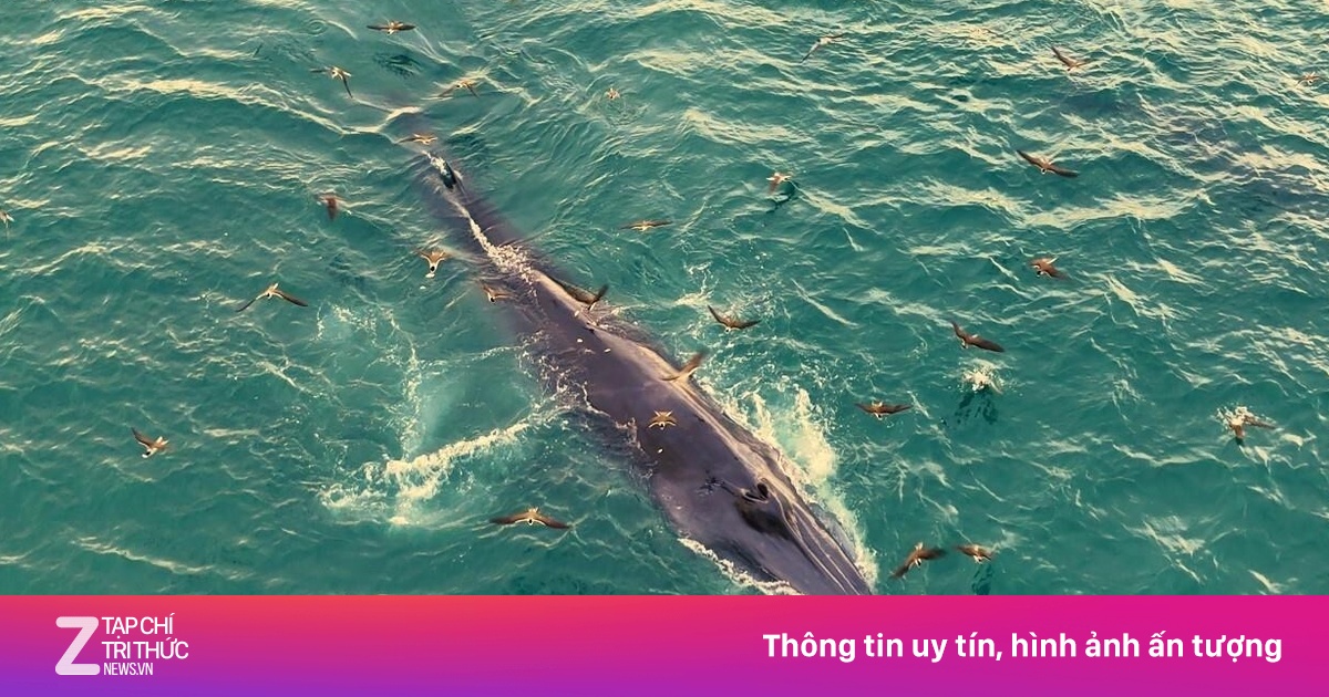 Ngắm cá voi săn mồi ở Gia Lai