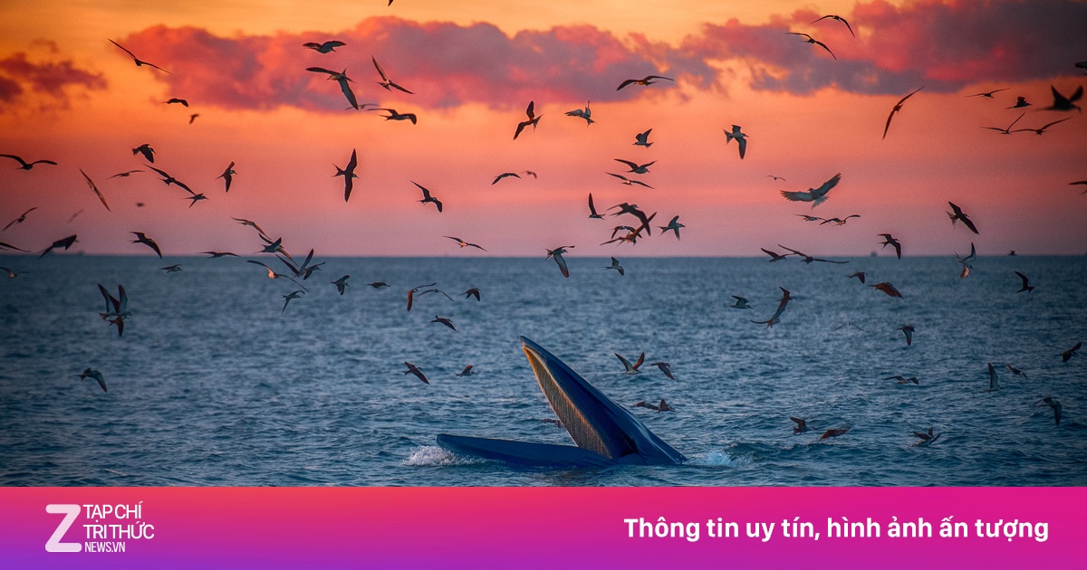 Mãn nhãn cảnh cá voi săn mồi dưới ánh bình minh ở Gia Lai