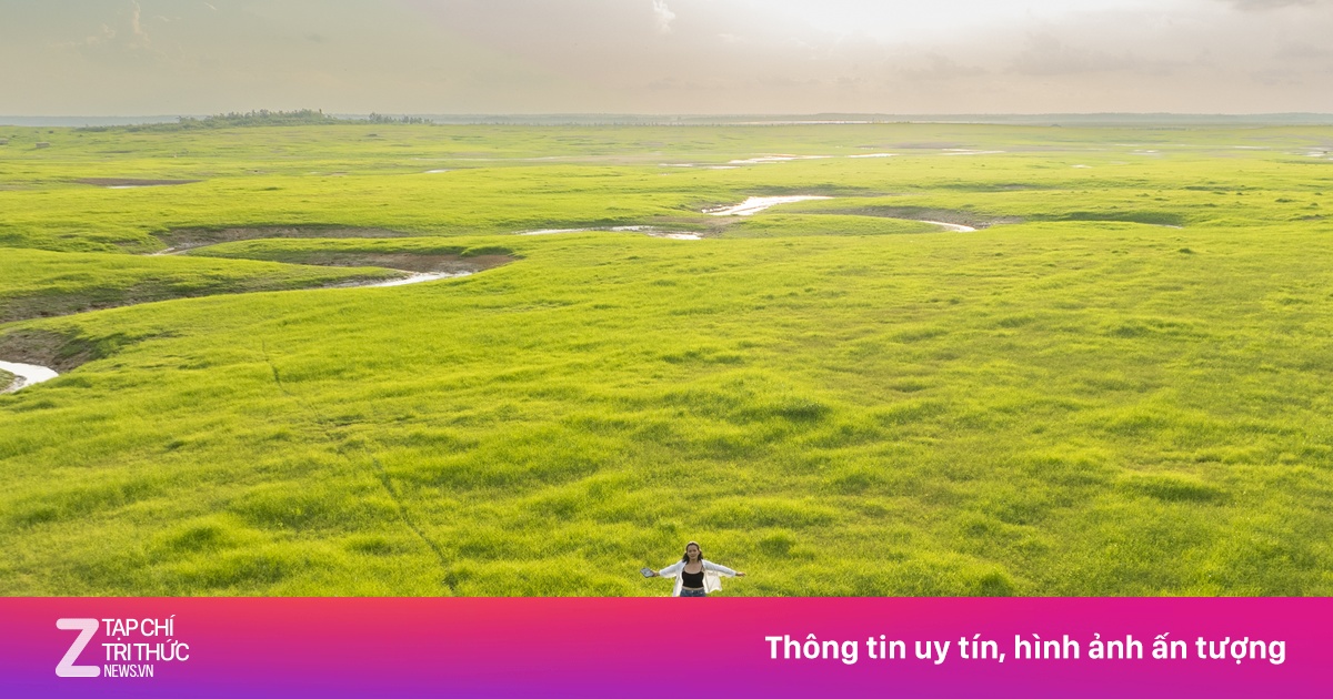 Thảm cỏ 'siêu thực' giữa lòng hồ Trị An mùa nước cạn