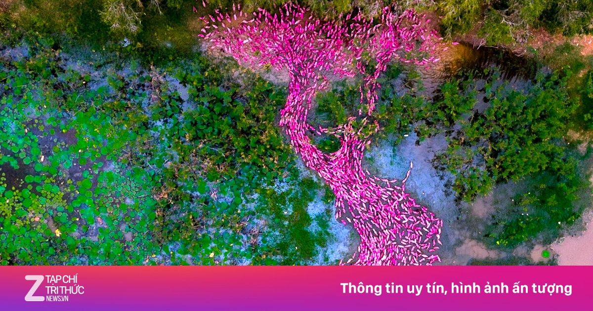Thực hư bộ ảnh vịt hồng như AI ở An Giang