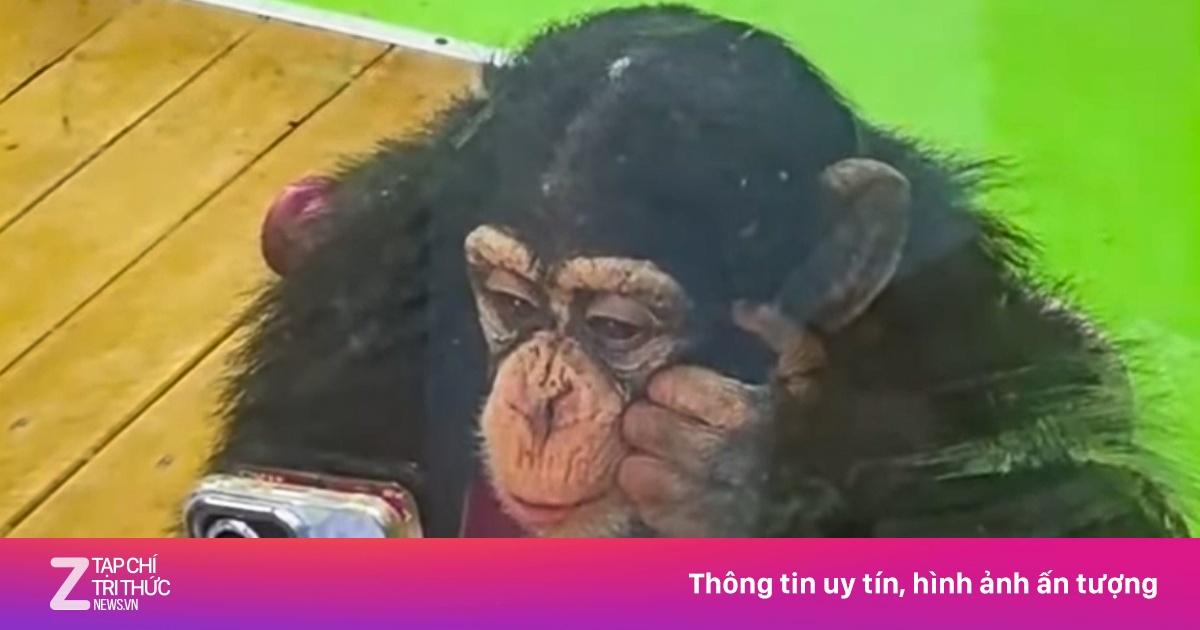 Tinh tinh ở sở thú Trung Quốc bị cấm xem điện thoại vì sợ hỏng mắt