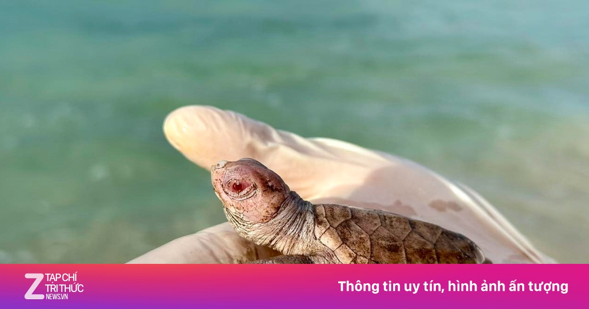 Ổ rùa bạch tạng mắt đỏ nhiều nhất từ trước tới nay ở Côn Đảo