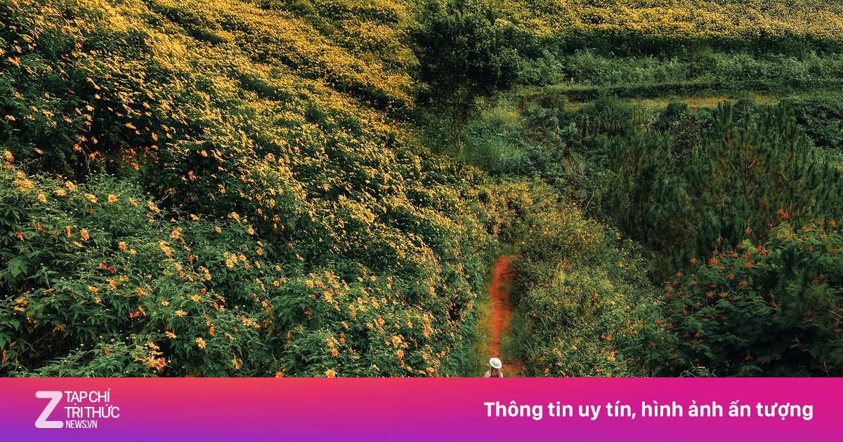 Đà Lạt vào mùa dã quỳ đẹp nhất năm