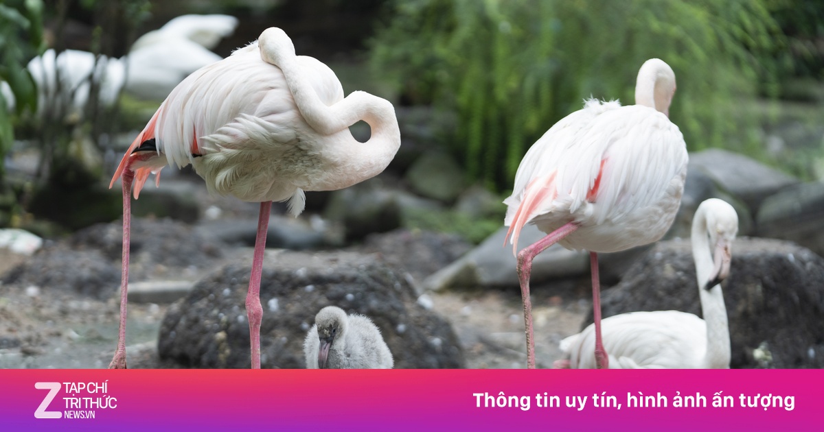 Cận cảnh con hồng hạc đầu tiên được sinh ra ở Thảo Cầm Viên sau 20 năm