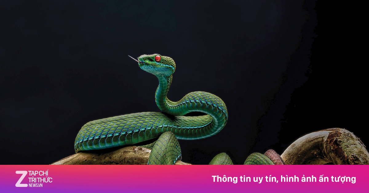 Thu hồi giải thưởng ảnh Thiên nhiên Hoang dã Việt Nam vì dàn dựng