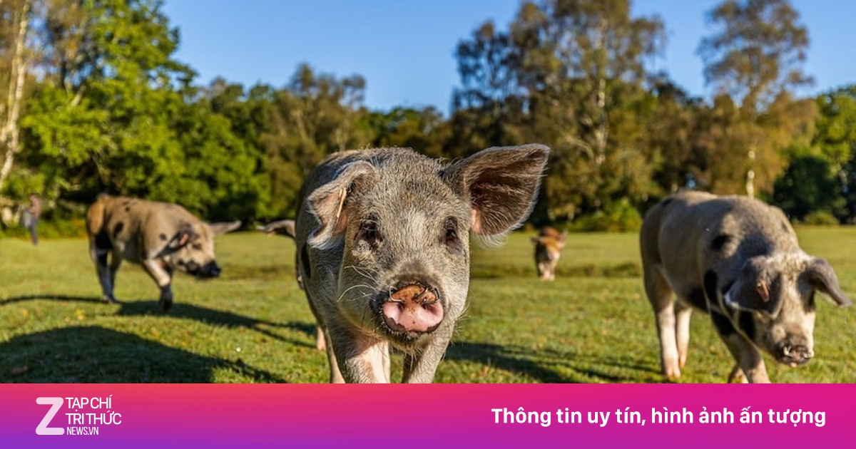 Phẫn nộ nhìn du khách bắt heo để chụp ảnh selfie ở Anh