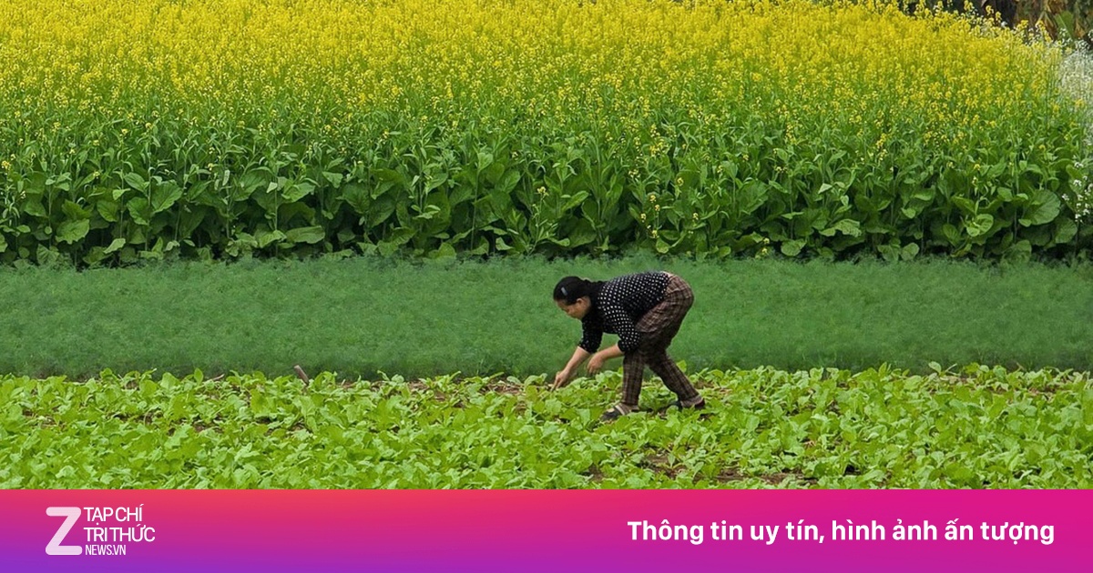 Cánh đồng rau cải thành điểm check-in ở Hà Nội