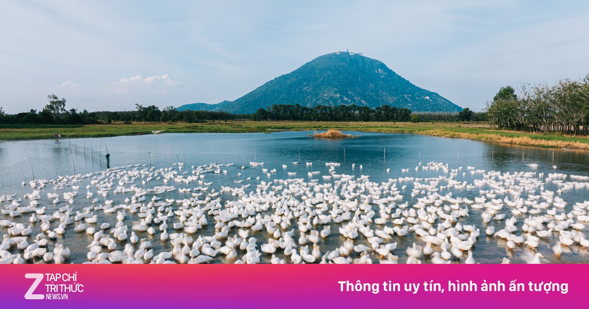 Cảnh lùa vịt như AI ở Tây Ninh