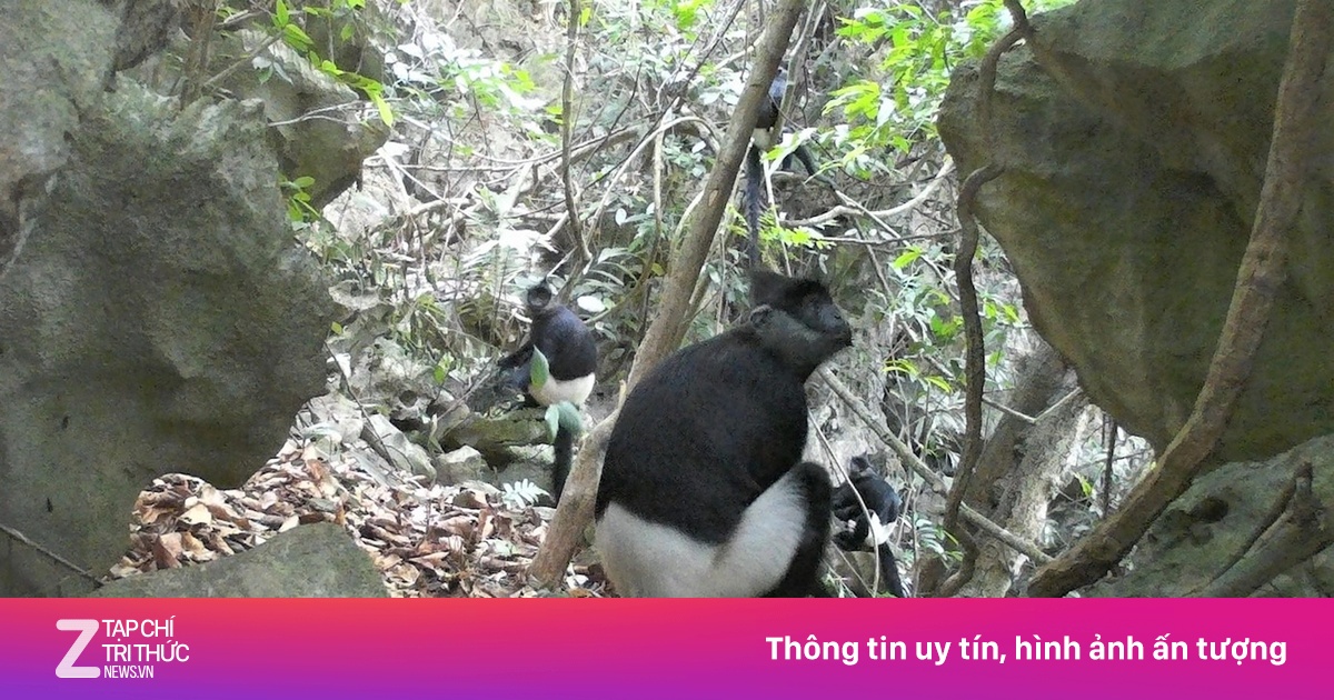 Phát hiện voọc mông trắng, chồn vàng quý hiếm trong rừng Ninh Bình