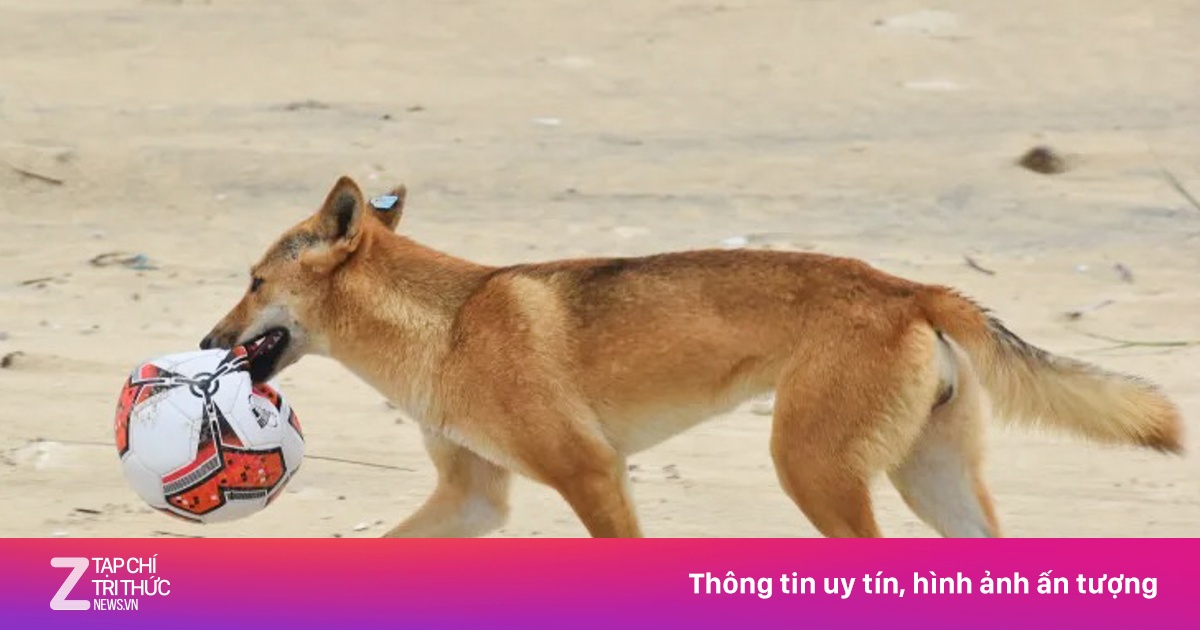 Loài chó hoang nghi tấn công du khách đến chết tại Australia