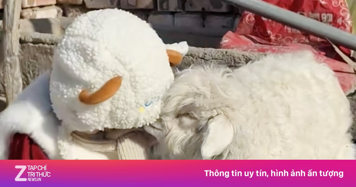 10 triệu người xem con cừu 'drama queen' Trung Quốc giả chết