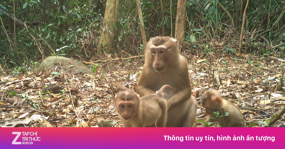 Phát hiện nhiều loài động vật quý hiếm ở Mỹ Sơn