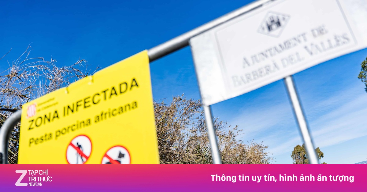 Tây Ban Nha nghi phòng thí nghiệm làm lây lan dịch tả lợn châu Phi