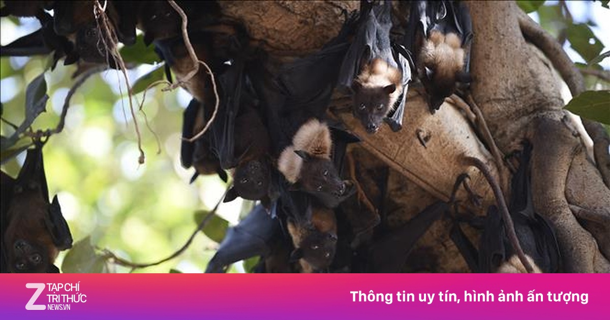 Bài học từ quốc gia đầu tiên đối mặt với dịch virus Nipah