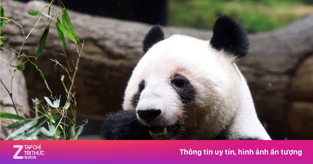 Thấy gì khi Trung Quốc 'triệu hồi' gấu trúc ở Nhật?