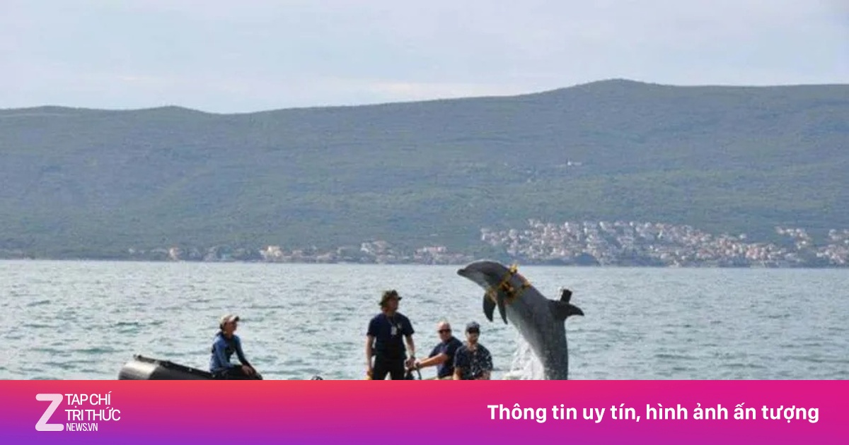 Có cá heo tác chiến quân sự ở eo biển Hormuz?