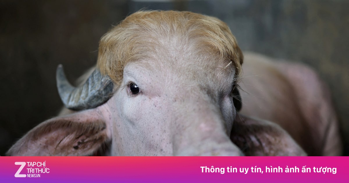 Chú trâu thoát chết vì có nét giống... ông Trump
