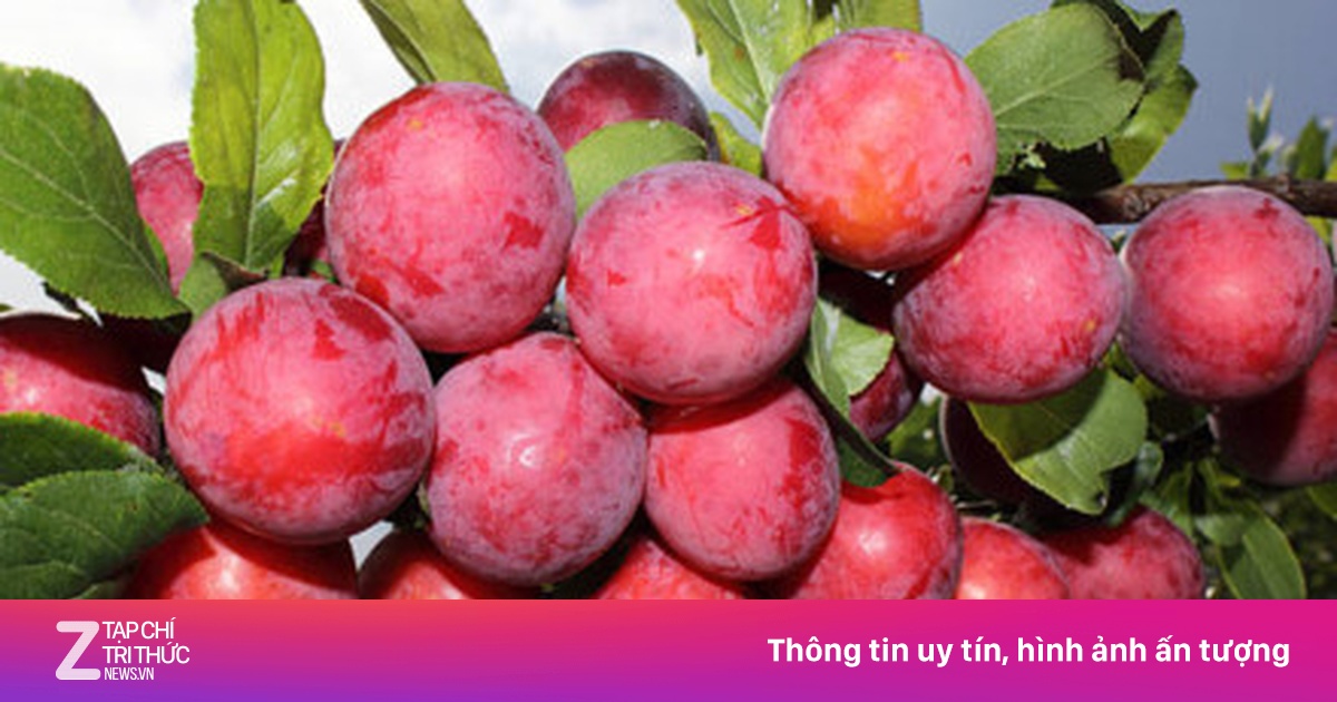 Mận - loại trái cây không phải ai cũng có thể ăn được - Sức khỏe - ZNEWS.VN