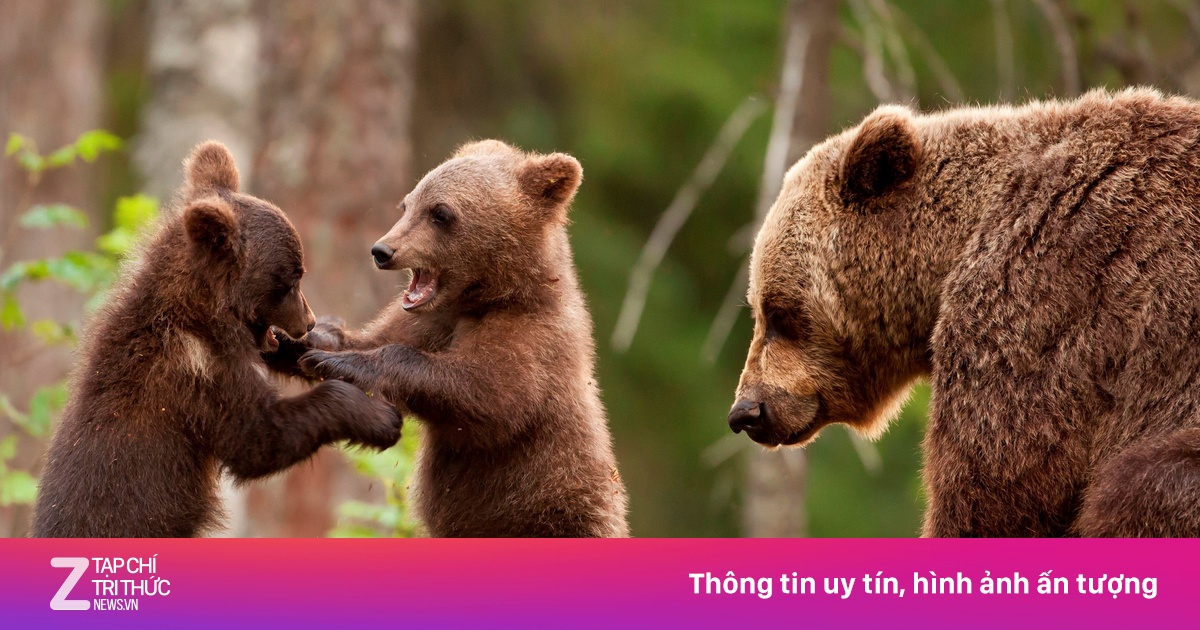 Gấu đực thất bại khi tìm cách ăn thịt gấu con - Kinh nghiệm du lịch ...