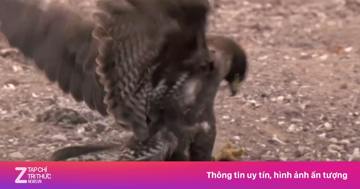 Diều hâu tấn công nhanh khiến cự đà không kịp phản kháng Du lịch ZNEWS.VN