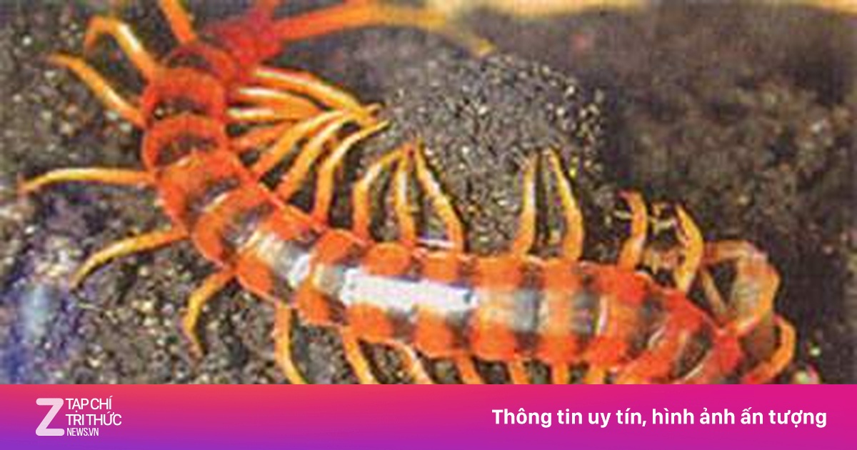 Con rết dài 5 cm chui vào tai bé gái ở Sài Gòn - Sức khỏe - ZNEWS.VN