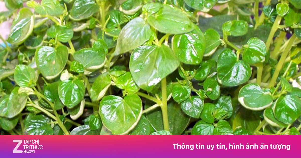 Rau nhái bờ bụi miền Tây đi chuyên cơ ra Hà Nội - Kinh doanh - ZNEWS.VN
