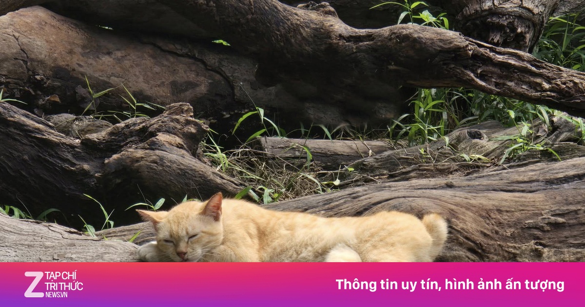 'Trưởng chuồng' mèo Mika nổi tiếng ở Thảo Cầm Viên giờ ra sao?