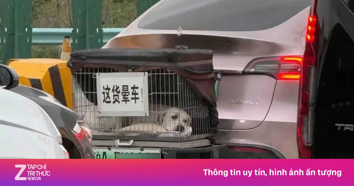 Nổi tiếng vì đưa chó cưng say xe đi du lịch ở Trung Quốc