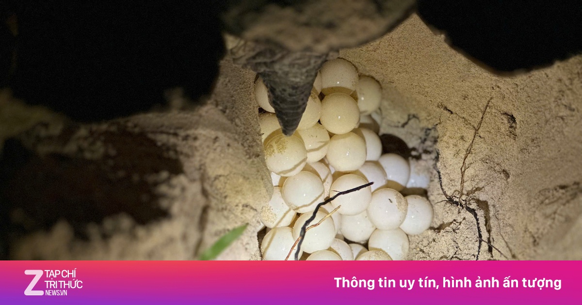 Rùa mẹ Philippines quay lại Côn Đảo đẻ trứng sau 11 ngày