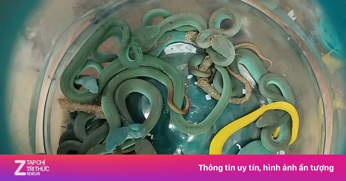 Lỗ hổng sau vụ khách Ấn Độ ký gửi 44 con rắn độc trên máy bay
