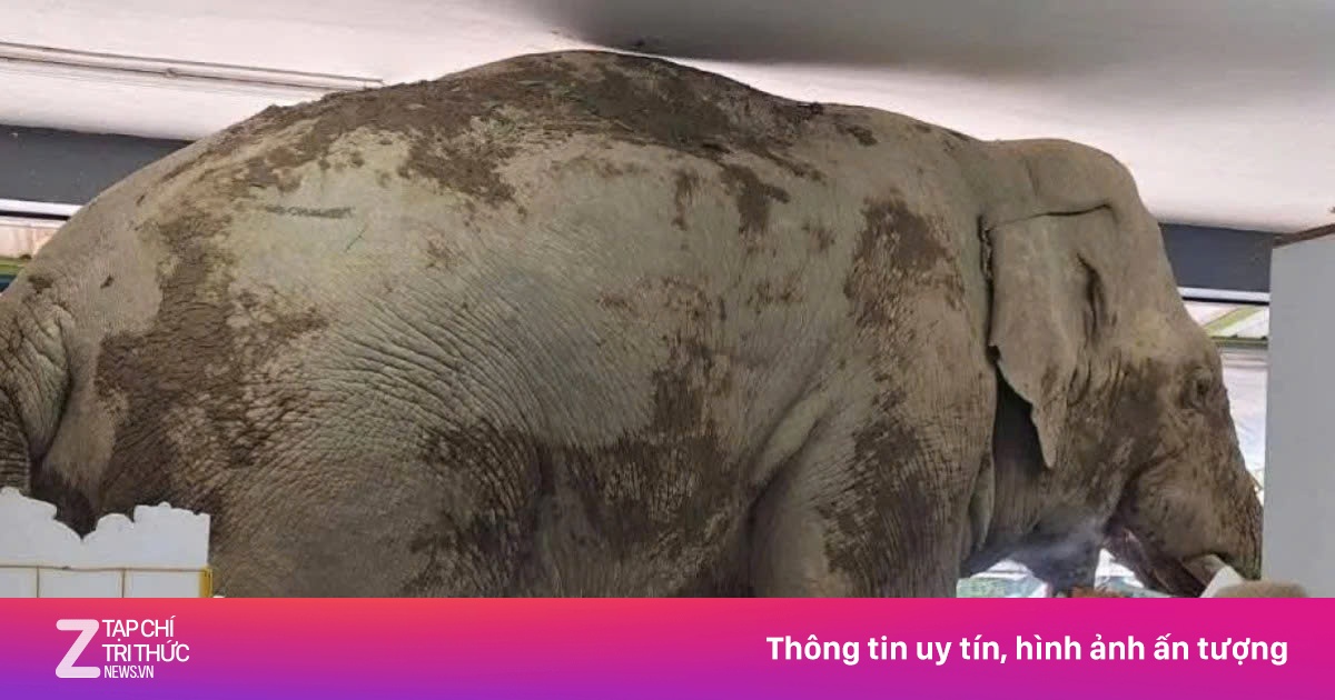 Voi hoang Thái Lan vào cửa hàng ăn vặt