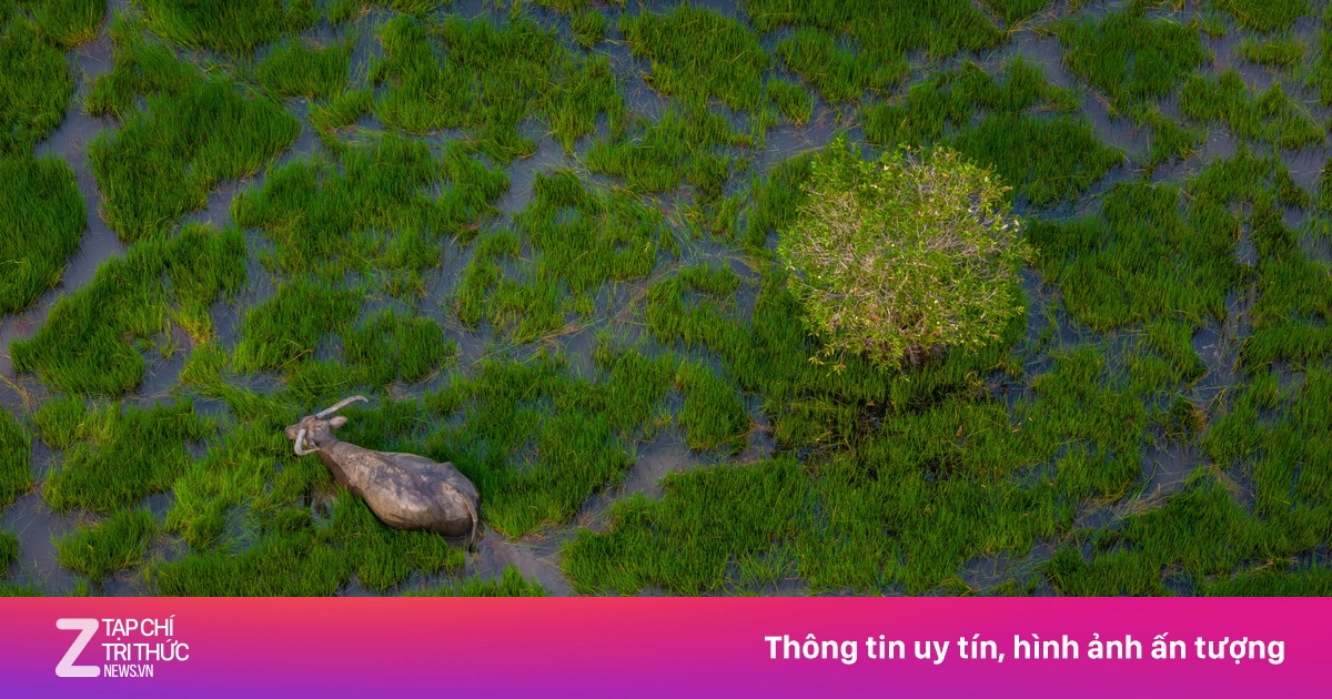 Mùa len trâu Tây Ninh ấn tượng nhìn từ trên cao