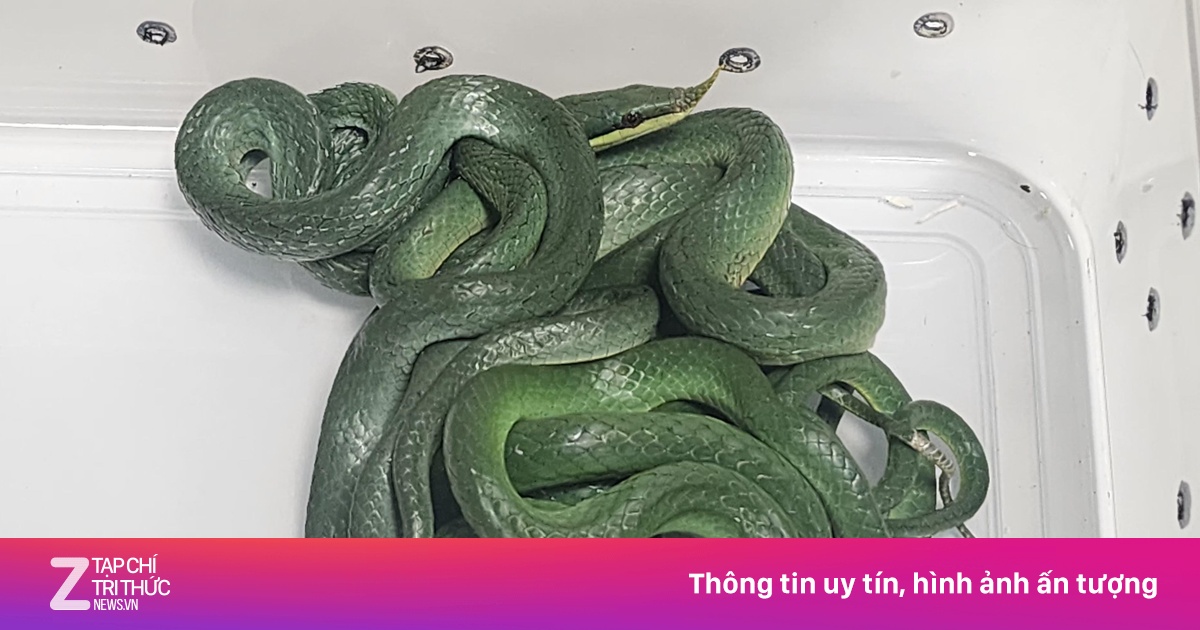 Bắt thêm du khách mang hàng chục con rắn từ Thái Lan sang Ấn Độ
