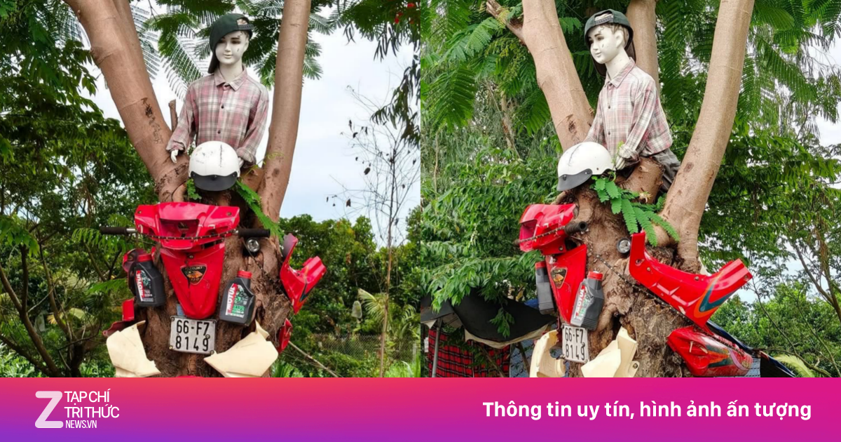 Nườm nượp check-in mô hình 'xe máy đâm xuyên cây' ở An Giang
