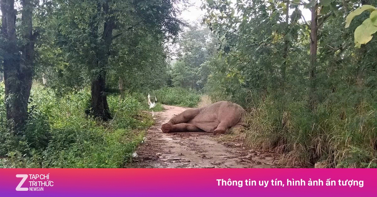 Voi rừng bị điện giật ở Thái Lan