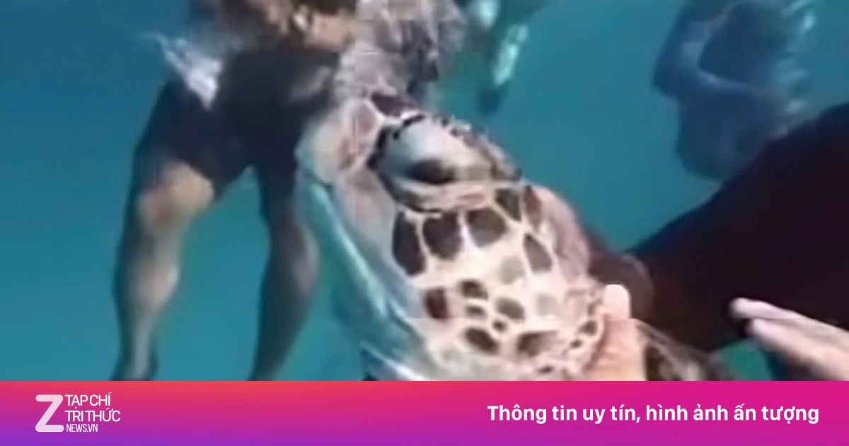 Cảnh du khách tấn công rùa quý hiếm ở Malaysia gây phẫn nộ | Znews.vn