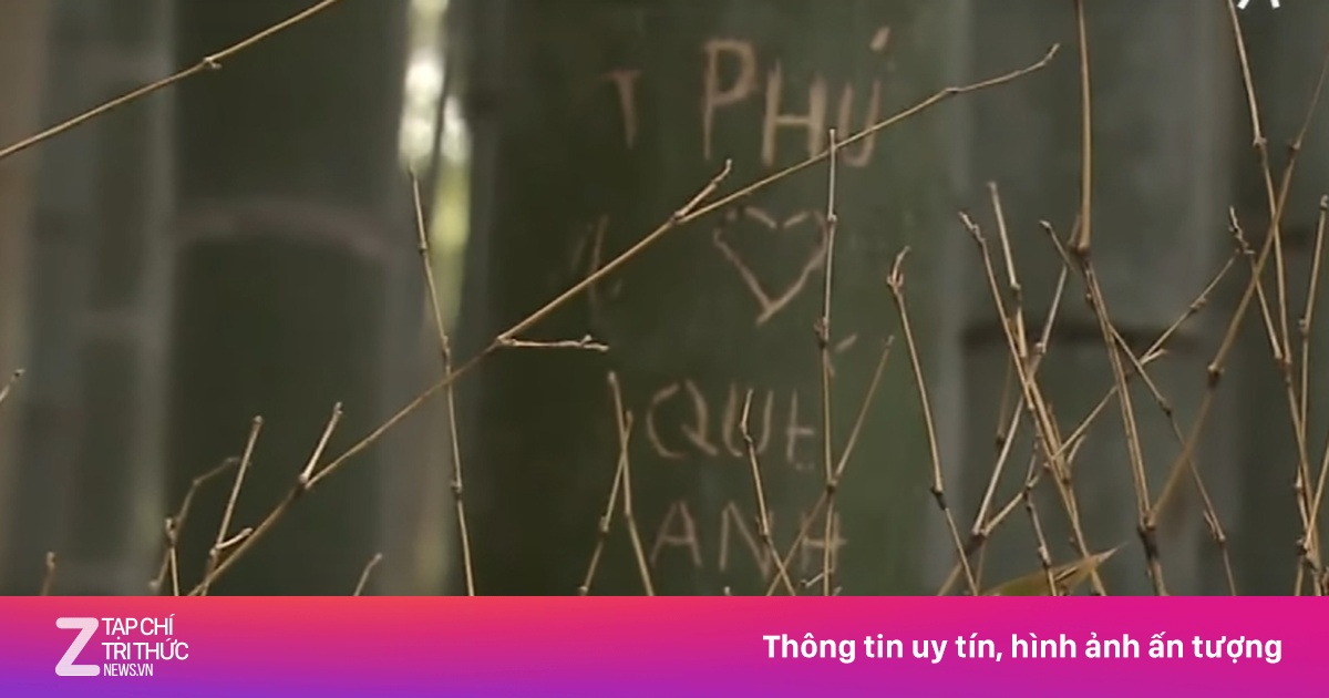 Động thái mới tại rừng tre có khắc bậy 'Phú, Quế Anh' ở Nhật Bản