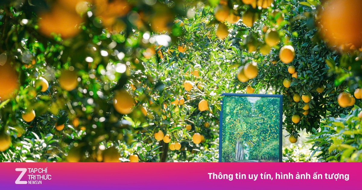 Vườn cam 'như phim' ở Mộc Châu