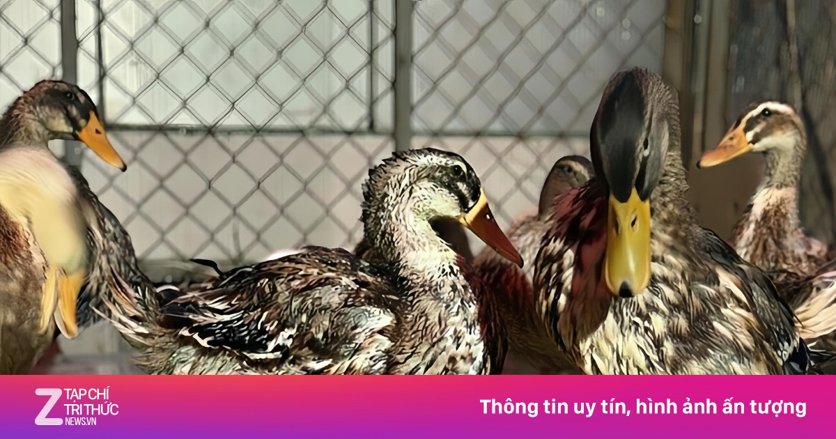 Đàn vịt 'tài phiệt' lạc trôi đến resort 5 sao được gắn mã định danh