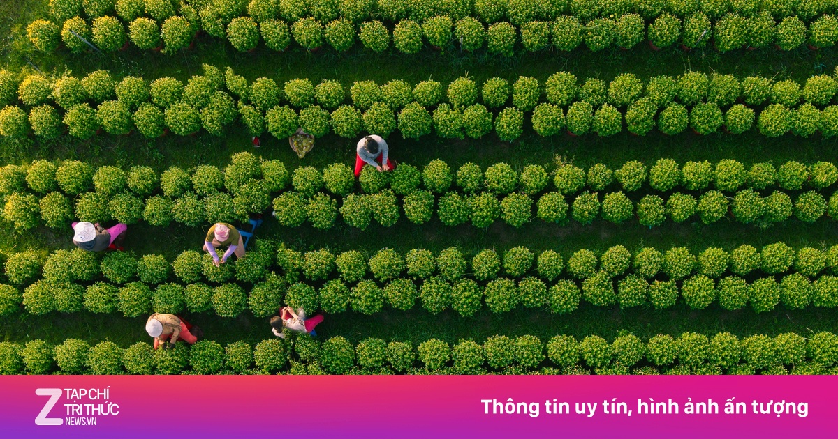 Vườn hoa Tết Tây Ninh nhìn từ trên cao