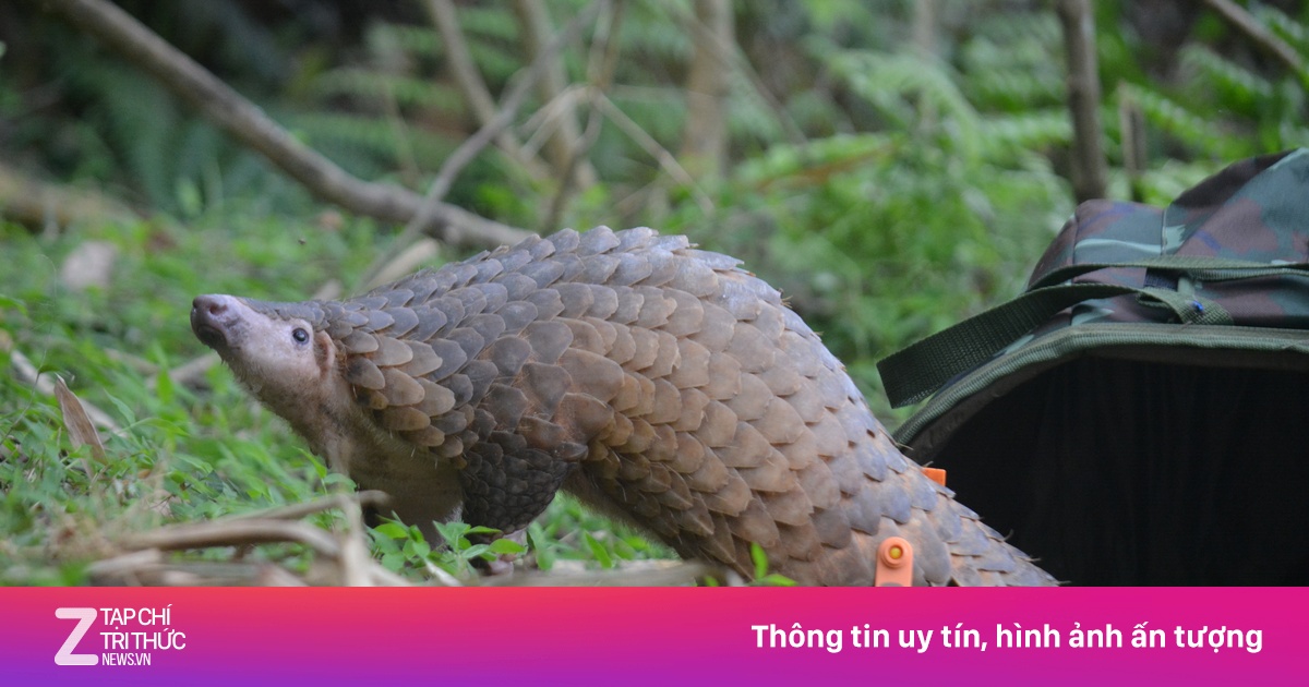 Thả 17 cá thể 'sách đỏ' tê tê và rái cá vuốt bé về tự nhiên